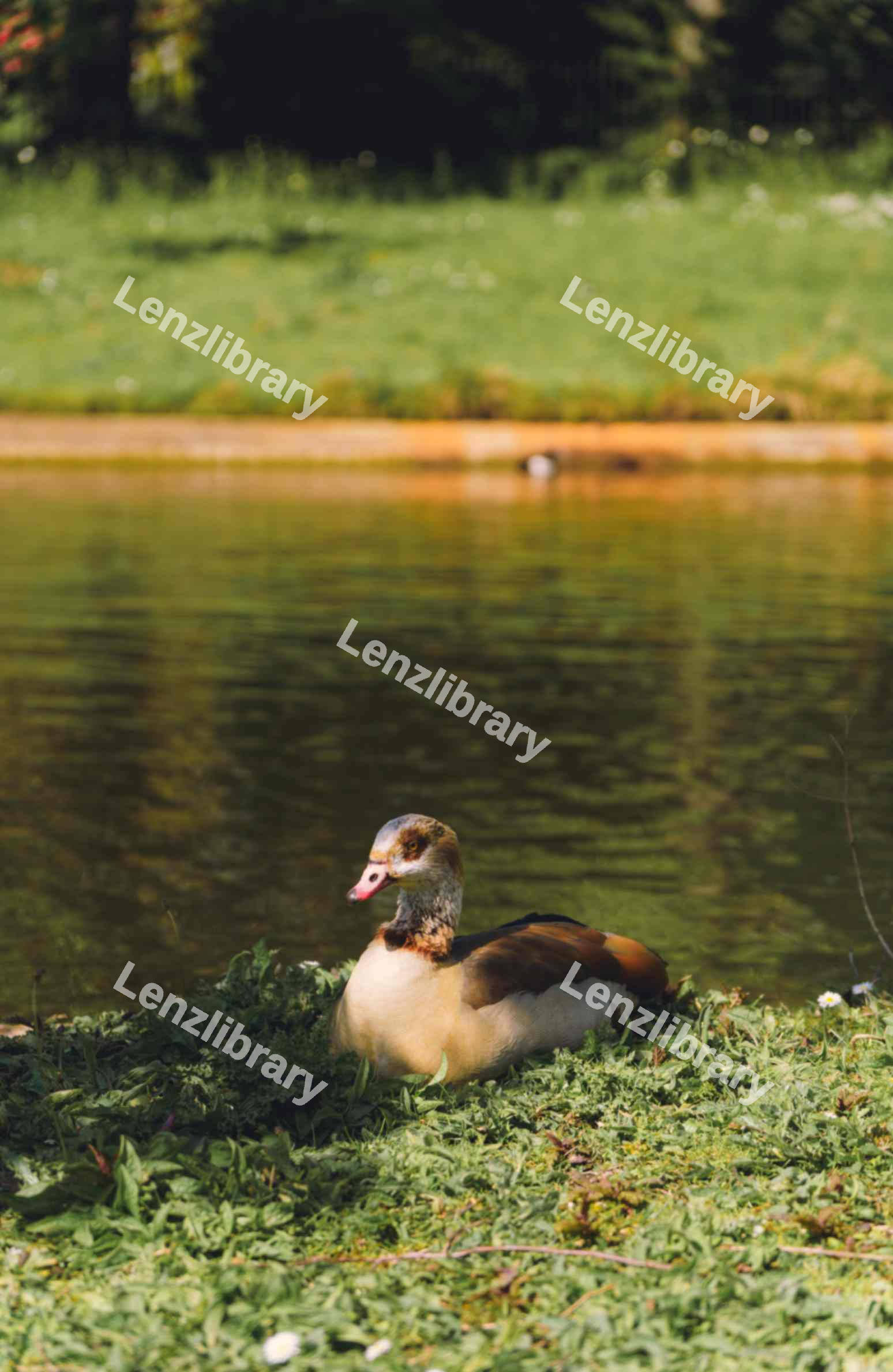 Egyptian Goose